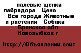 палевые щенки лабрадора › Цена ­ 30 000 - Все города Животные и растения » Собаки   . Брянская обл.,Новозыбков г.